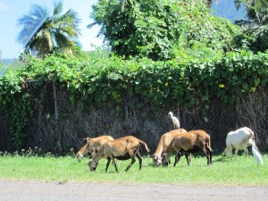 Goats alongside road, Nevis