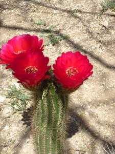 cacut in bloom