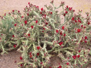 cholla in bloom