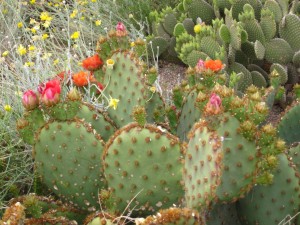 Blooms at Mesa's Park of the Canals