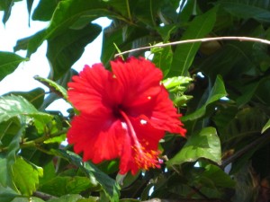 hibiscus