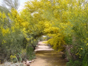 A canopy of palo verde blooms