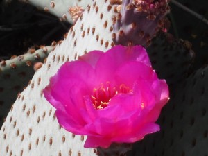 Prickly pear cactus bloom