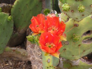 Prickly pear cactus bloom