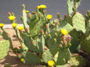 Prickly pear cactus