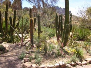 Boyce Thompson Arboretum