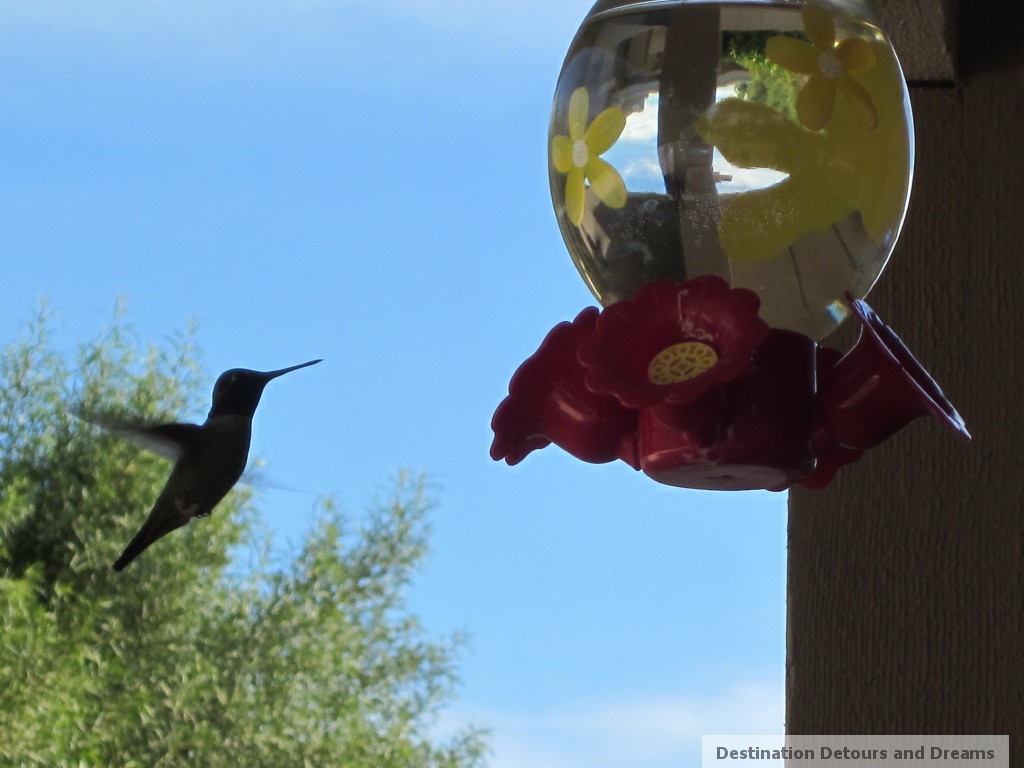 hummingbird