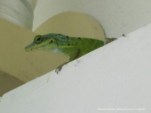 Lizard peering from ledge on the verandah in Nevis