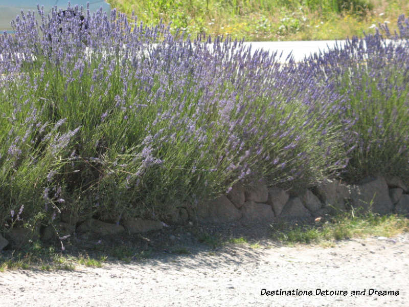 Field of lavender in bloom