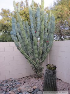 cacti