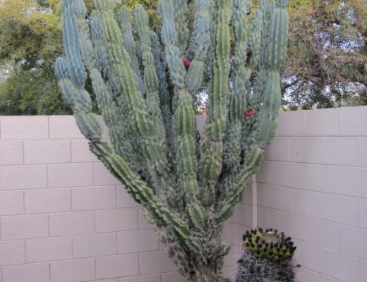 cacti