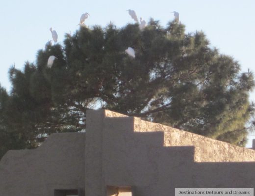 Egrets