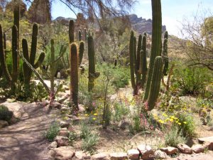 Boyce Thompson Arboretum in Superior, Arizona