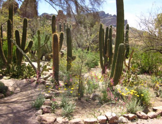 Boyce Thompson Arboretum in Superior, Arizona