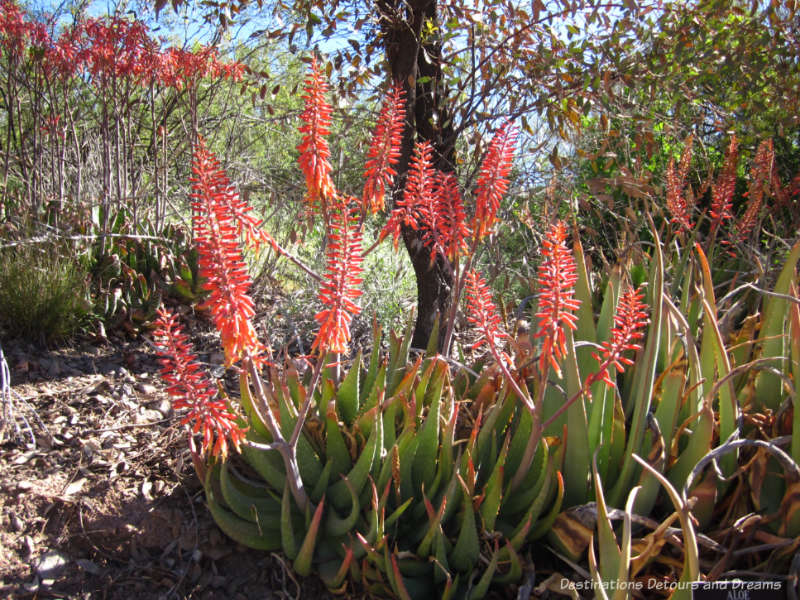 Aloe blooms at Boyce Thompson Arboretum