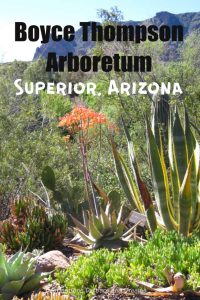 Appreciate the desert at Boyce Thompson Arboretum in Superior Arizona, a favourite place to see and learn about desert flora. #Arizona #Superior #garden #cacti #Sonorandesert #desert