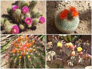 Cacti blooms at Boyce Thompson Arboretum