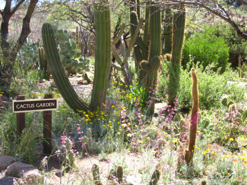 Cactus Garden at Boyce Thompson Arboretum