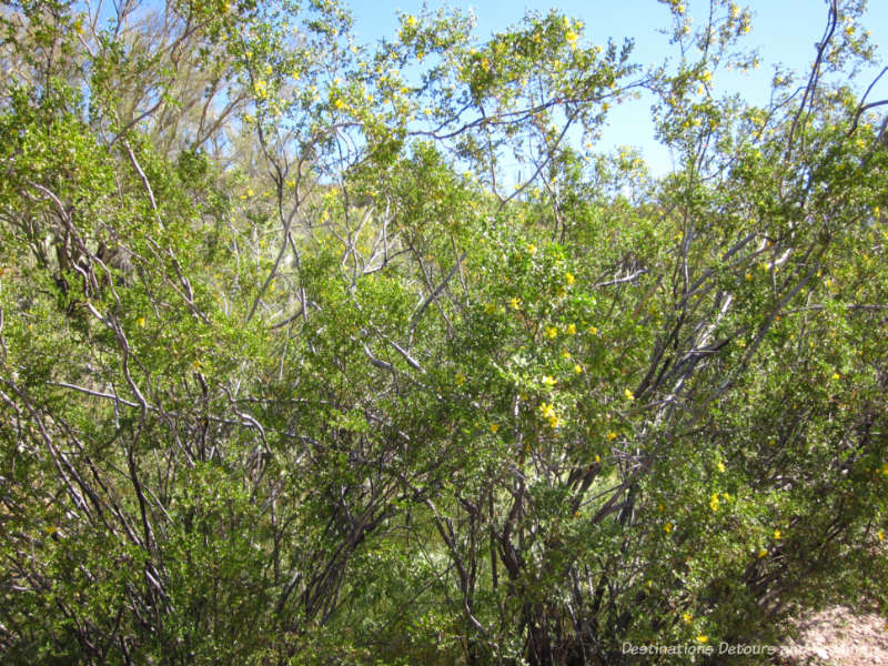 Creosote bush at Boyce Thompson Arboretum