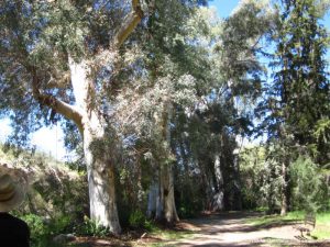 Eucalypus trees in Australian Exhibit at Boyce Thompson Arboretum