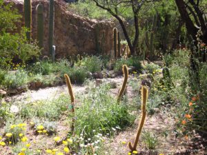 Boyce Thompson Arboretum in Superior Arizona