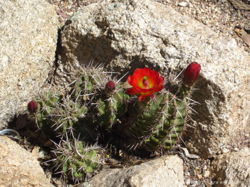 The endangered Arizona Hedgehog Cactus at Boyce Thompson Arboretum