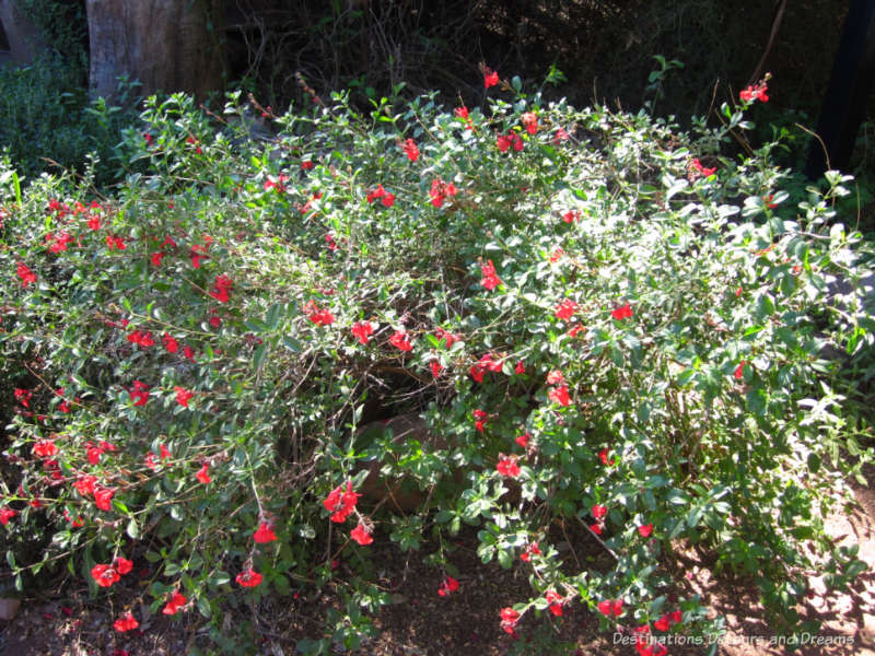 Hummingbird garden at Boyce Thompson Arboretum