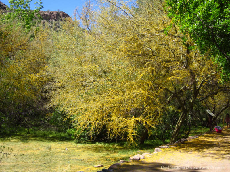 Palo Verde tree in bloom at Boyce Thompson Arboretum