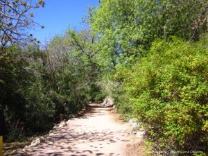Path at Boyce Thompson Arboretum