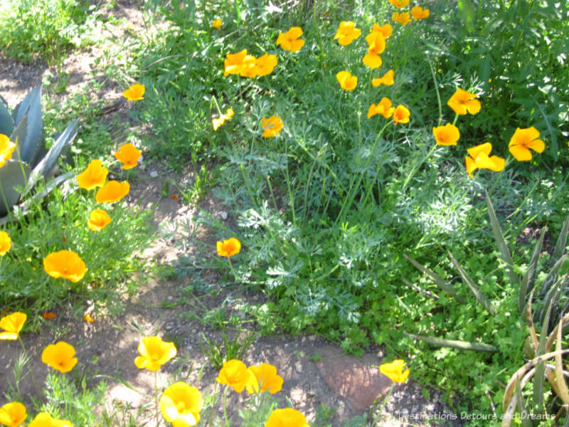 Poppies blooming at Boyce Thompson Arboretum