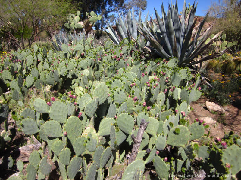 Prickly pear cactus with fruit at Boyce Thompson Arboretym