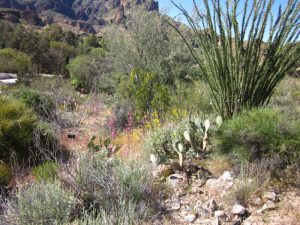 Boyce Thompson Arobretum in Superior Arizona