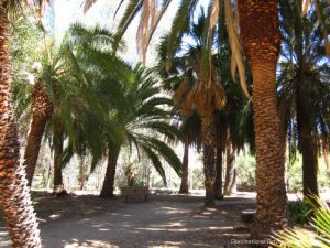 Palm trees at Boyce Thomspon Arboretum