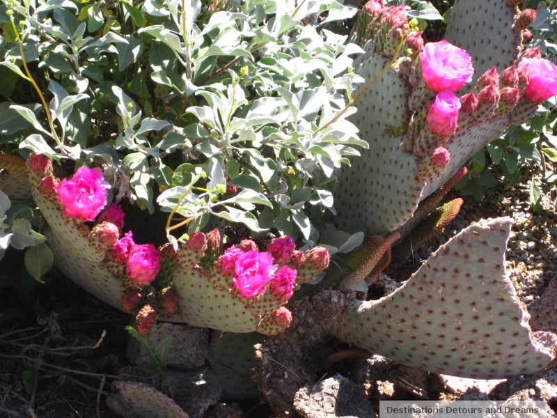 flowering-cactus