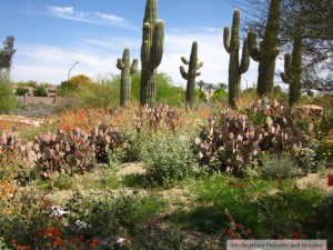Gilbert Riparian Preserve cactus garden