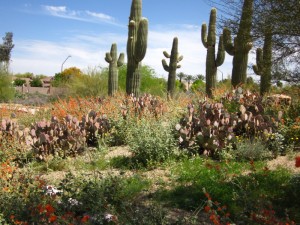 At the Gilbert Riparian Preserve