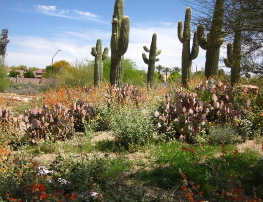 At the Gilbert Riparian Preserve