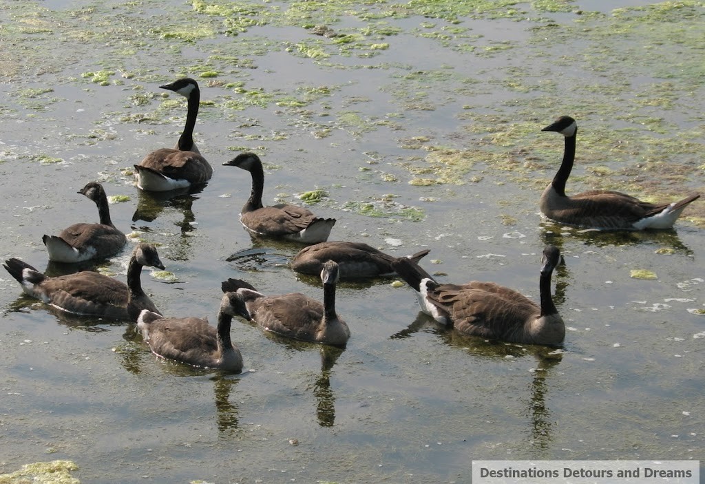 Geese-on-lake