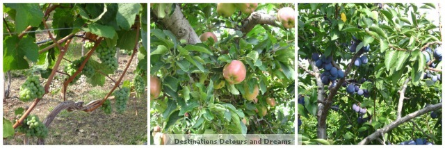 fruit
