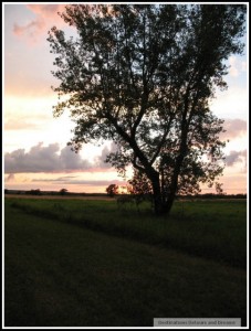 Farm near Miami, Manitoba