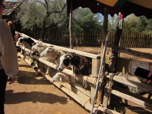 Fairhaven Farm petting zoo at Arizona Renaissance Festival