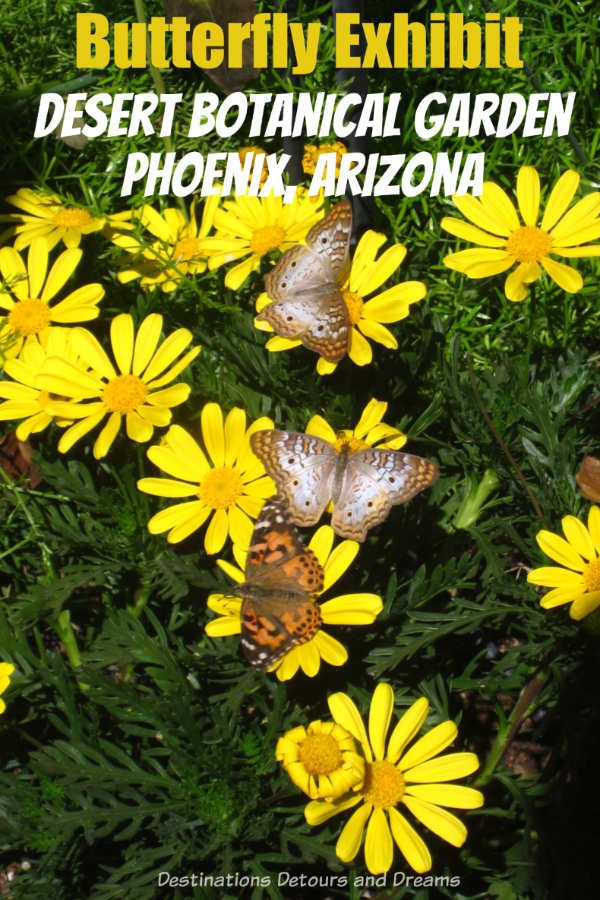 The Desert Botanical Garden in Phoenix, Arizona has a delight Butterfly Exhibit every spring and fall. #Phoenix #Arizona #garden #butterfly
