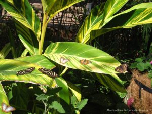 Butterflies on leaves at Phoenix Desert Botanical Garden Butterfly Exhibit