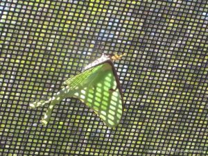 Luna moth