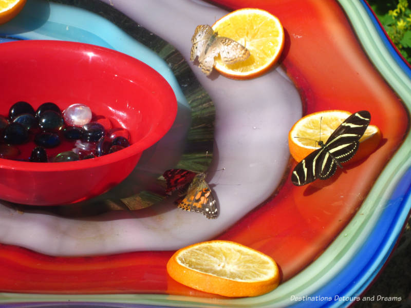 Butterflies attracted to the orange slices at Phoenix Desert Botanical Garden