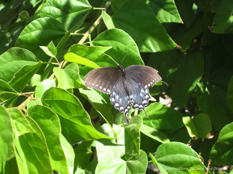 Pipevine swallowtail butterfly