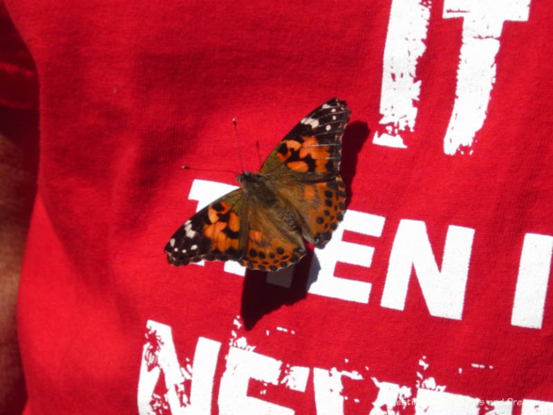 Butterfly landing on shirt at Phoenix Desert Botanical Garden Butterfly Exhibit