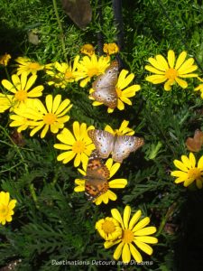 A painted lady and two white peacock butterflies