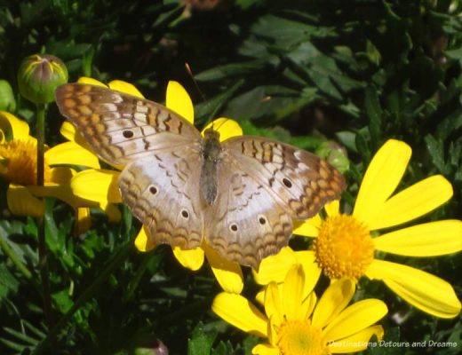 White peacock butterfly
