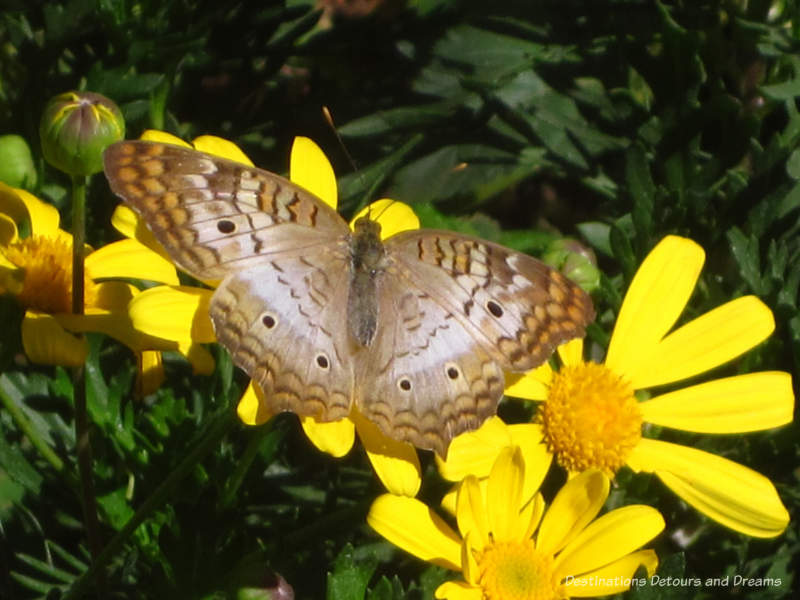 White peacock butterfly